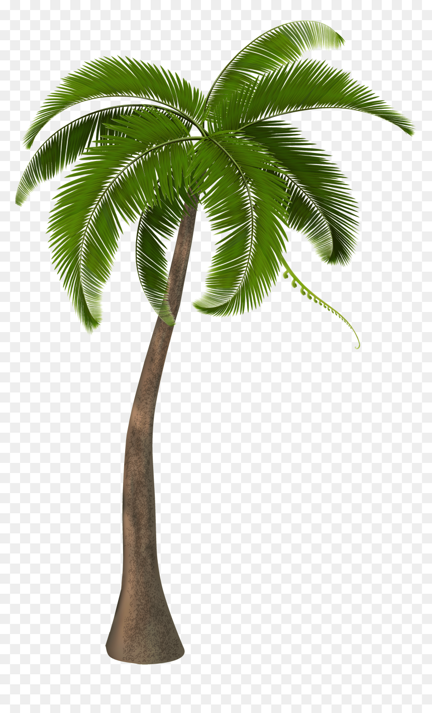 Beautiful Palm Tree Clipart - Palm Tree Hd Png, Transparent Png - palm tree emoji png