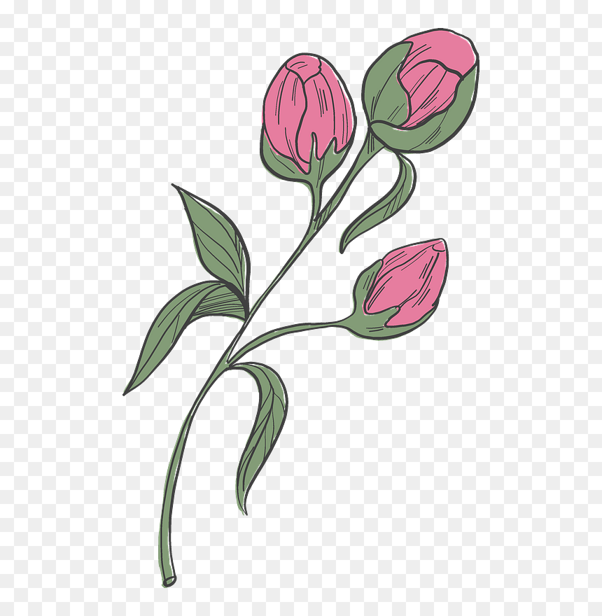 Peonies Clipart - Tulipa Humilis, HD Png Download - peonies png