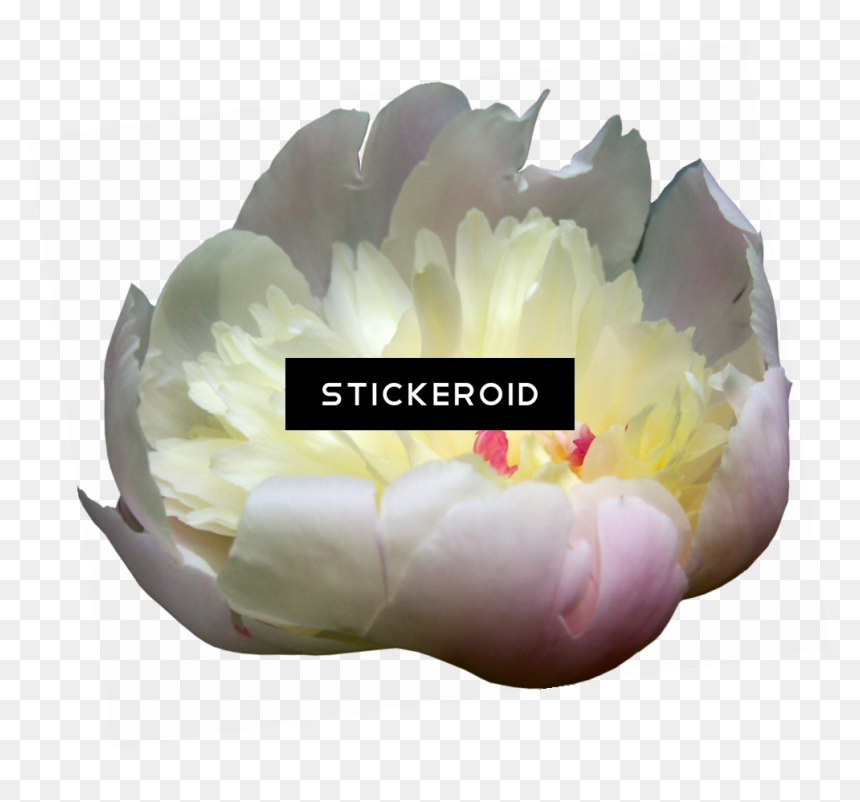 Peonies Flowers Peony - Tulip, HD Png Download - peonies png