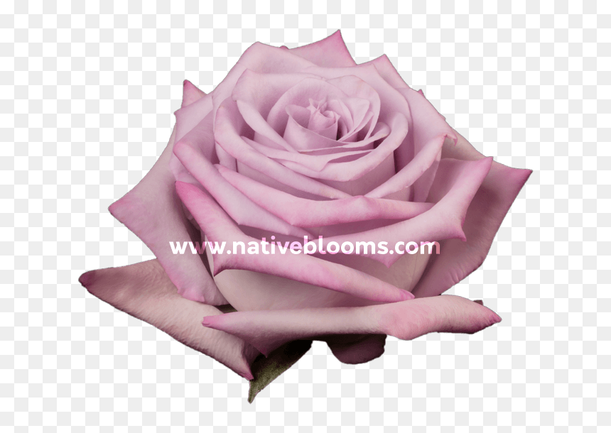 Image - Garden Roses, HD Png Download - purple roses png