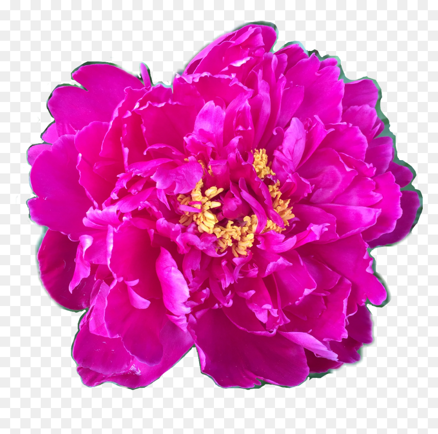 Flower Floral Peony Peonies Fuschia Yellow Pink Petalsf - Common Peony, HD Png Download - peonies png