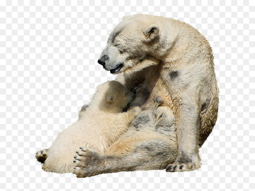 Polar Bear, HD Png Download - bear claw png