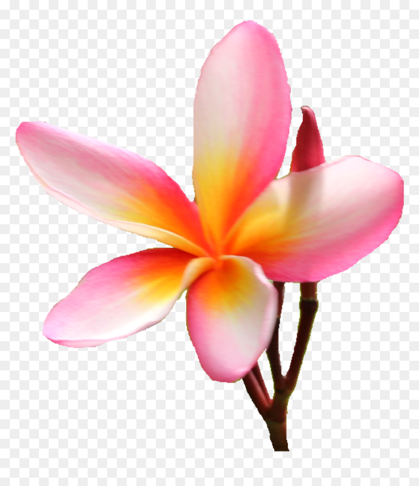 Frangipani, HD Png Download - plumeria png