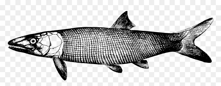Fish, HD Png Download - ocean fish png