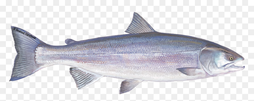 Salmon, HD Png Download - ocean fish png