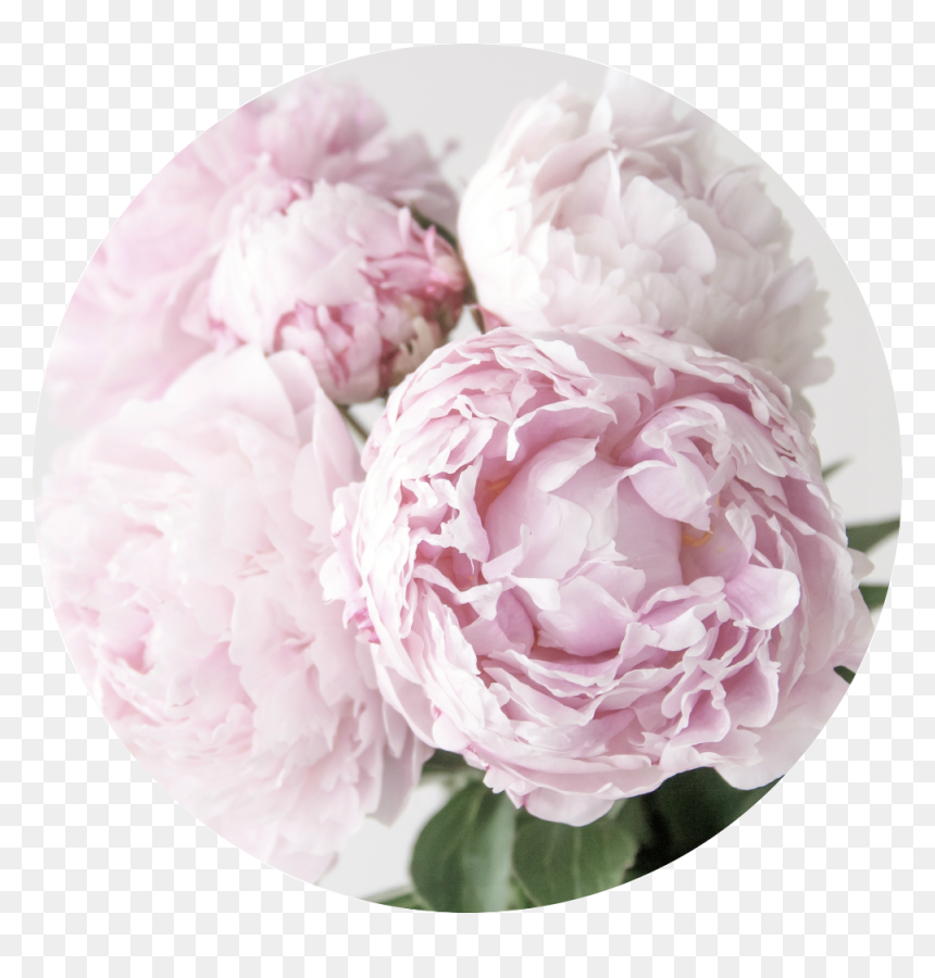 Common Peony , Png Download - Common Peony, Transparent Png - peonies png