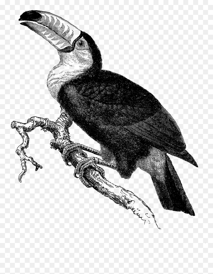 Wilga Ptak Czarno Białe, HD Png Download - toucan png