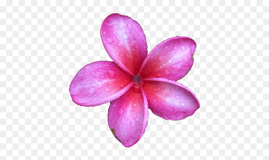 Pink Frangipani Png Image - Transparent Frangipani Flower, Png Download - plumeria png