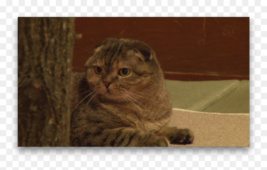 Domestic Short-haired Cat, HD Png Download - neko atsume png