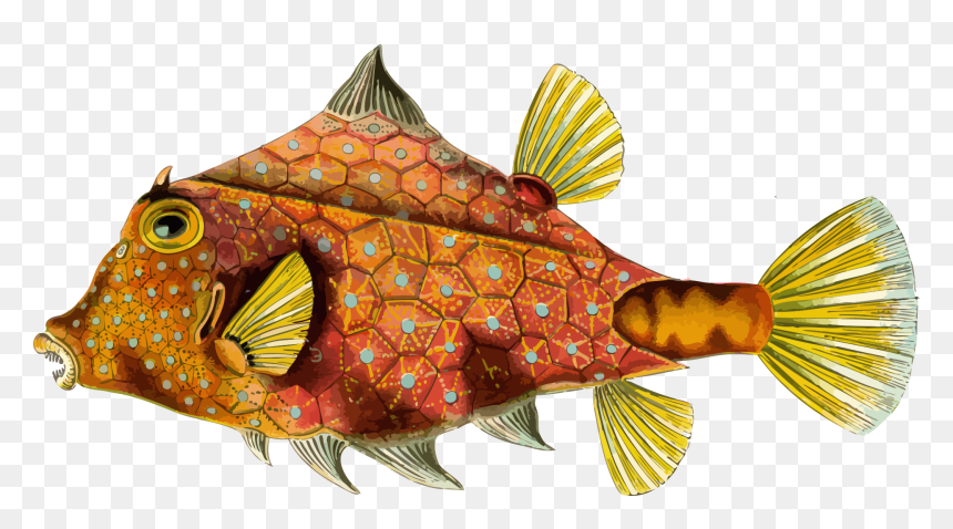Ernst Haeckel Fish Art, HD Png Download - ocean fish png