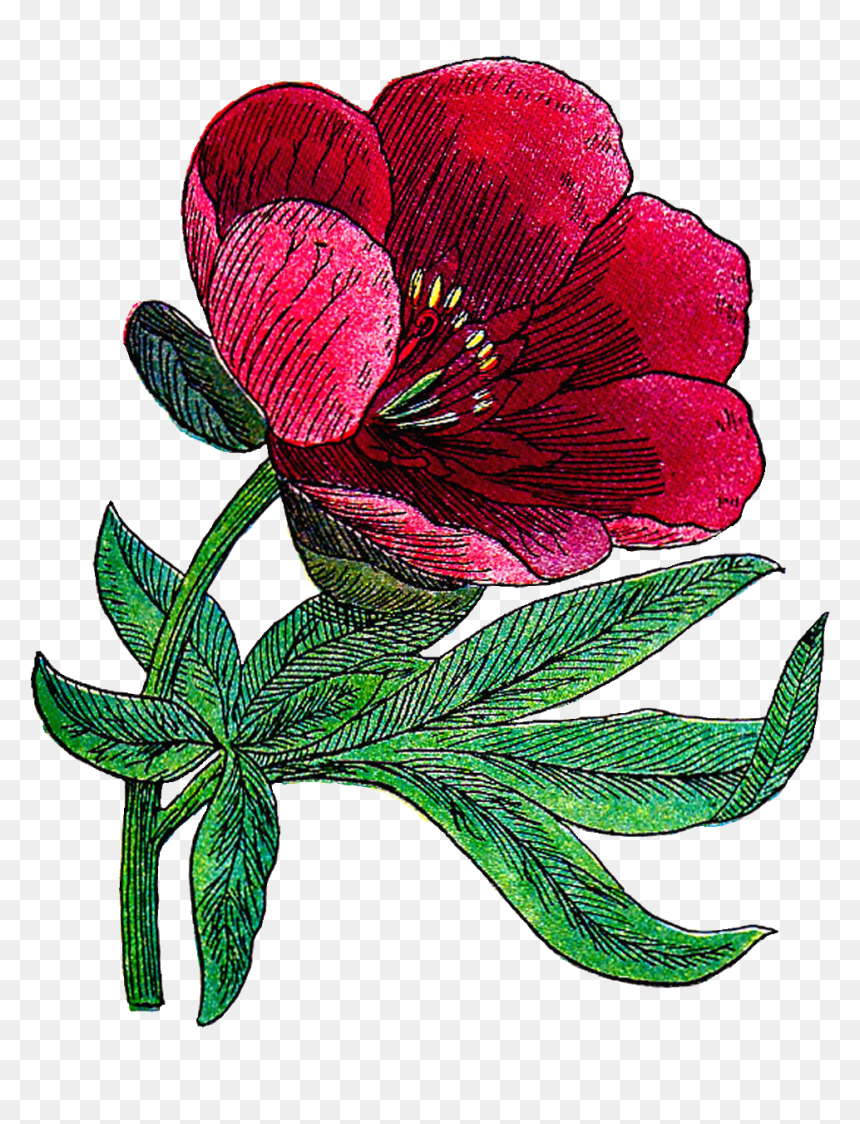Free Flower Clip Art - Clip Art Red Peonies, HD Png Download - peonies png
