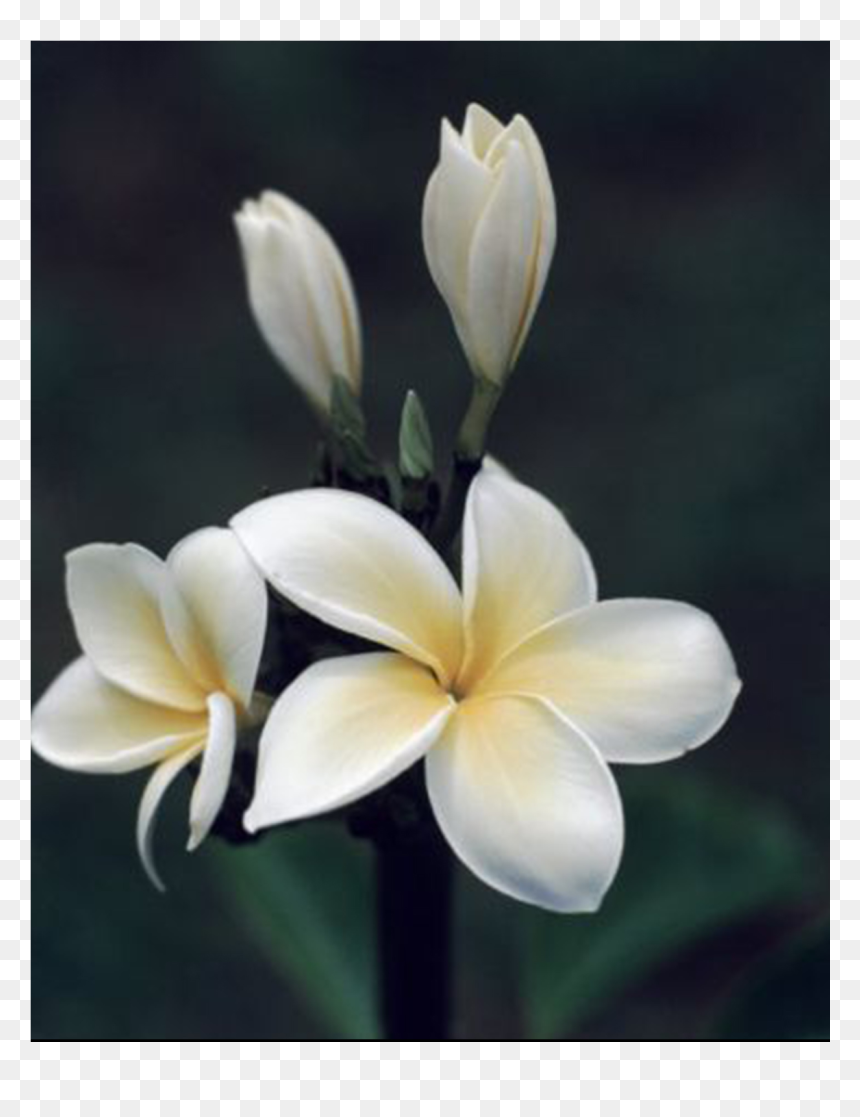 Hawaiian Flowers, HD Png Download - plumeria png