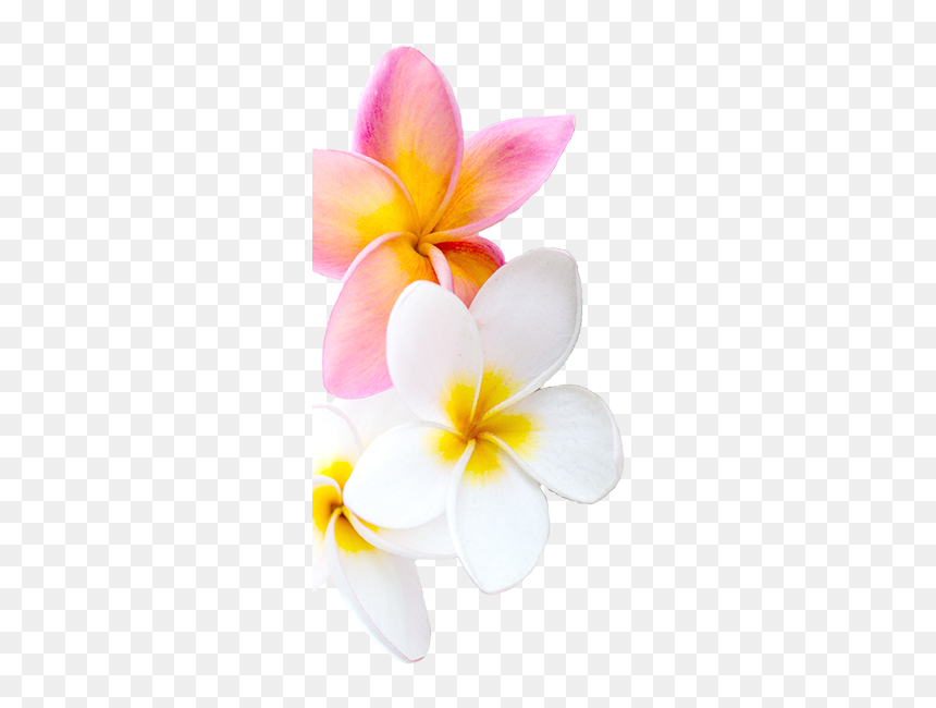 Frangipani, HD Png Download - plumeria png