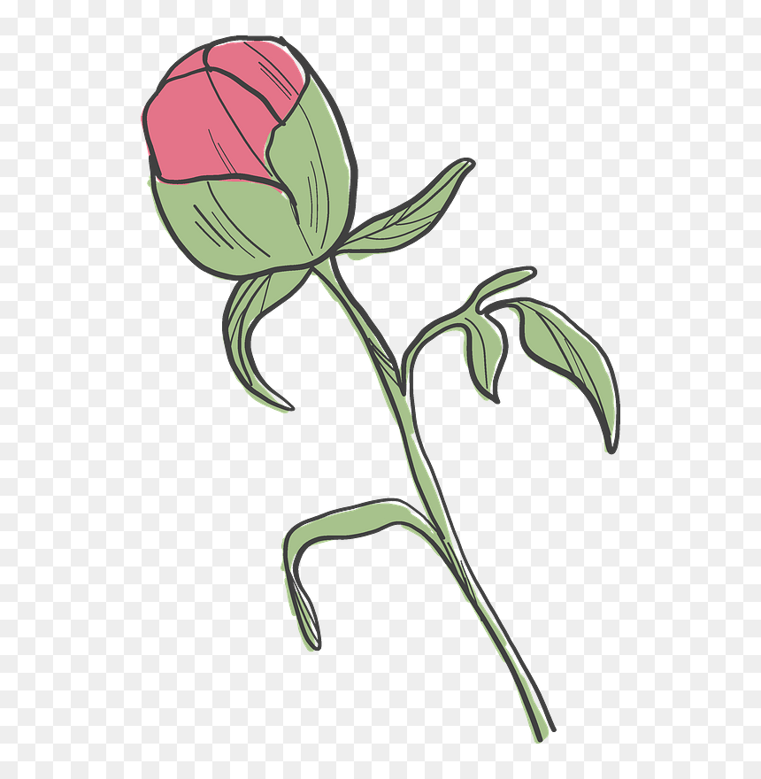Peony Bud Clipart - Common Peony, HD Png Download - peonies png