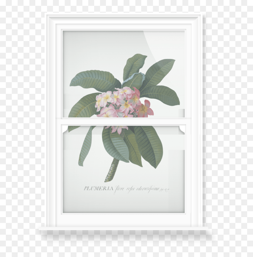 Georg Dionysius Ehret, HD Png Download - plumeria png