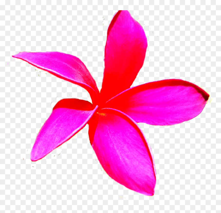 Houseplant, HD Png Download - plumeria png