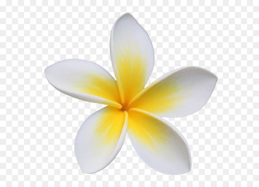 Frangipani, HD Png Download - plumeria png