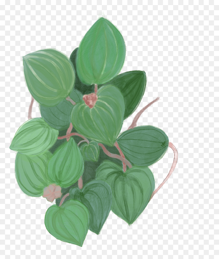 Green Leaves - Arrowroot Family, HD Png Download - green leaf png