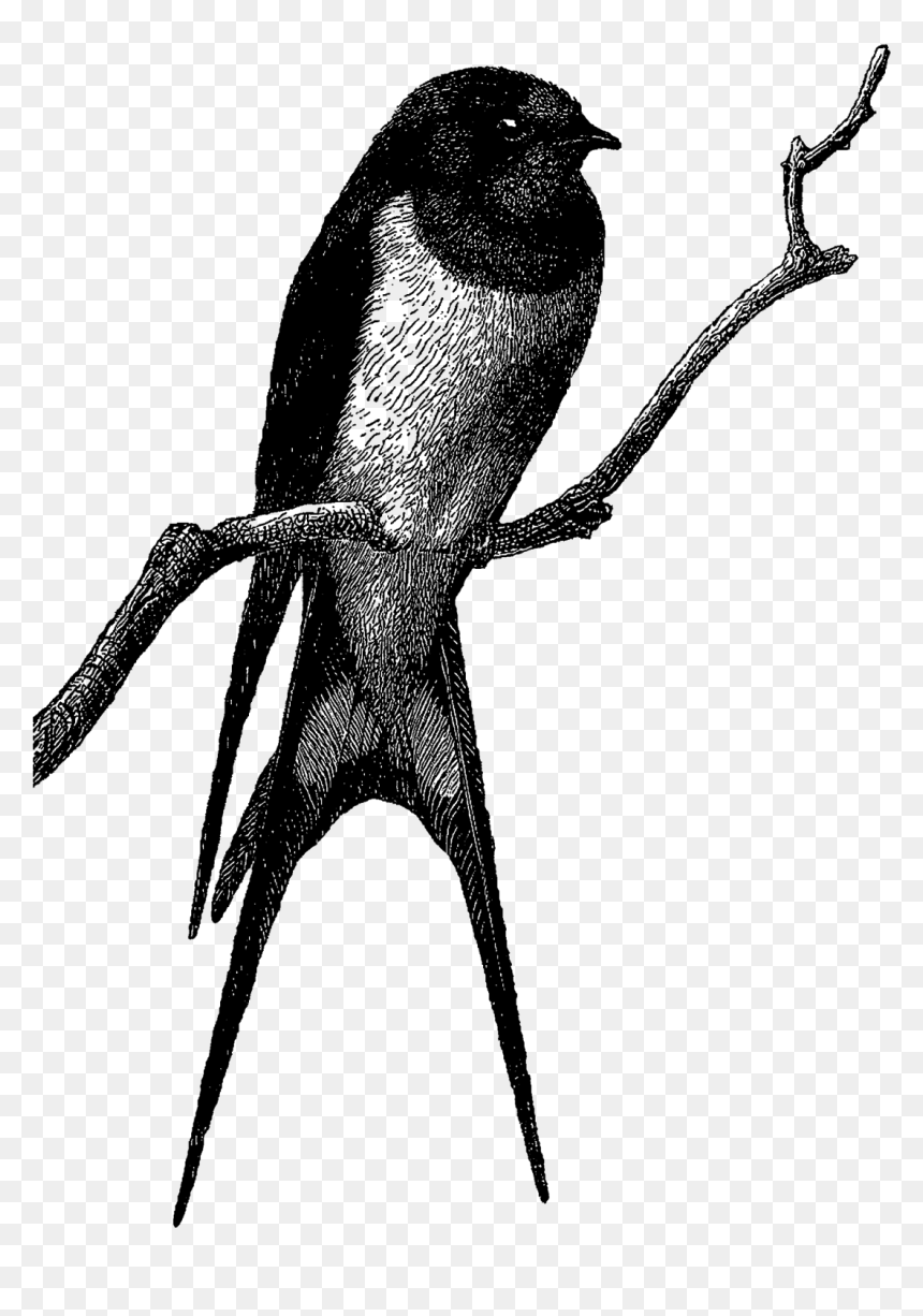 Download Barn Swallow Png Free Download For Designing - Bird Draw Vintage Swallow, Transparent Png - claw mark png