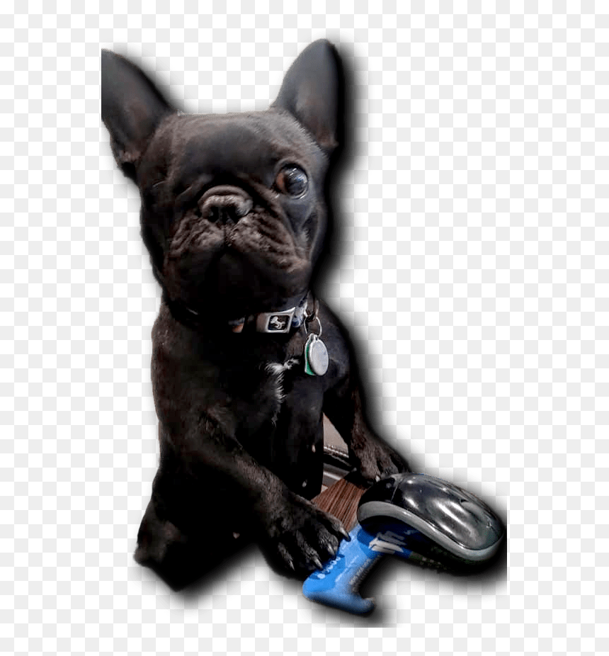 Little Blind Dog, Fat Guy Approved - French Bulldog, HD Png Download - fat guy png