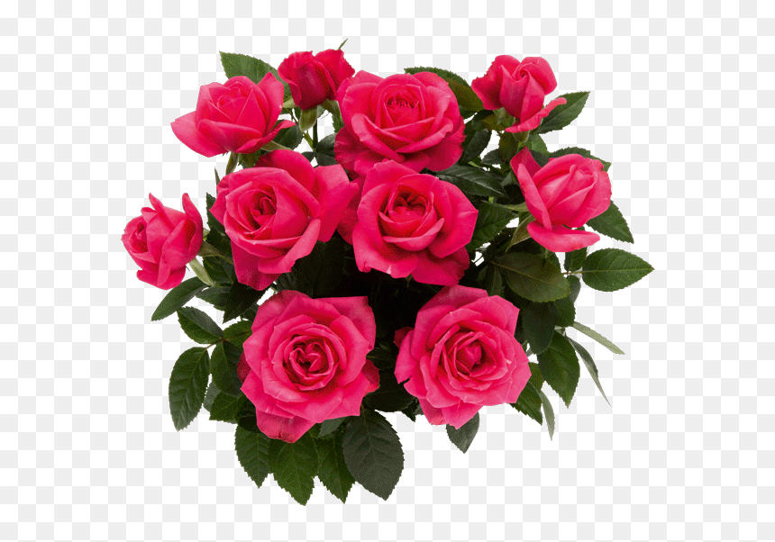 Floribunda, HD Png Download - flower pot png