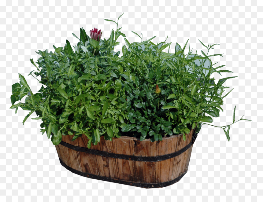Potted Plants Png Download - Houseplant, Transparent Png - flower pot png