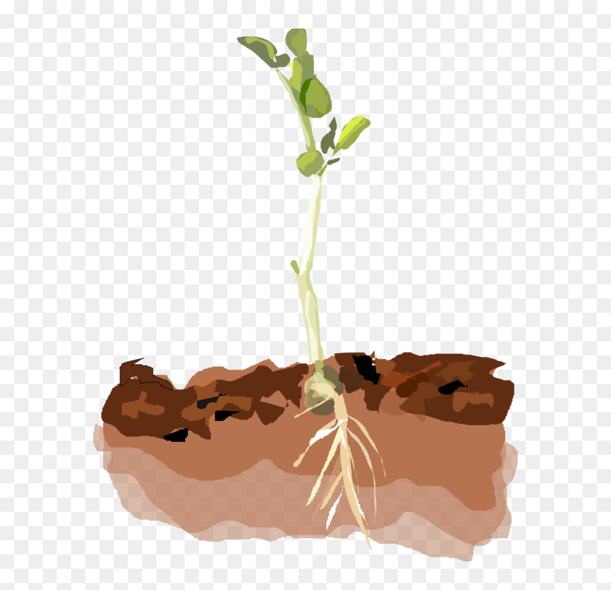 Plant In Soil Clipart, HD Png Download - sprout png