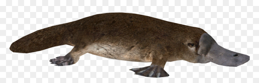 Punxsutawney Phil, HD Png Download - perry the platypus png