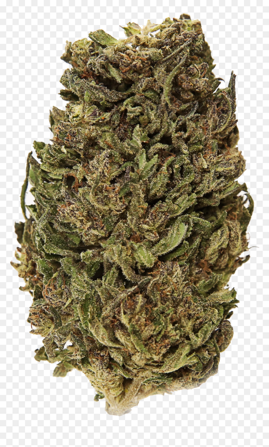 Bud, HD Png Download - elektra png