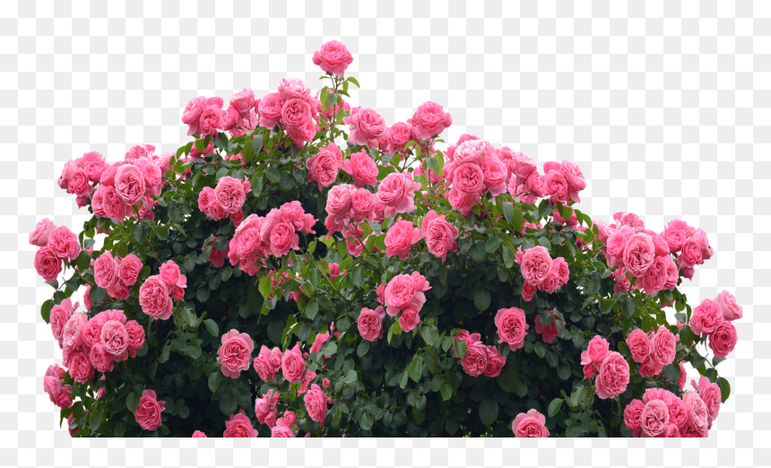 Garden Roses, HD Png Download - garden flowers png
