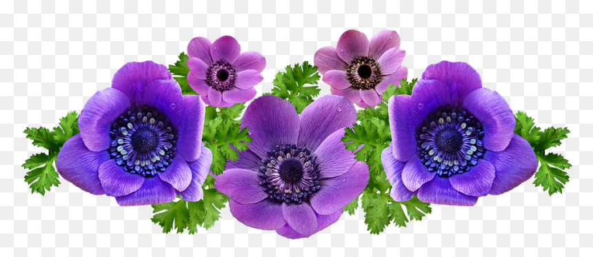 Anemone, HD Png Download - garden flowers png