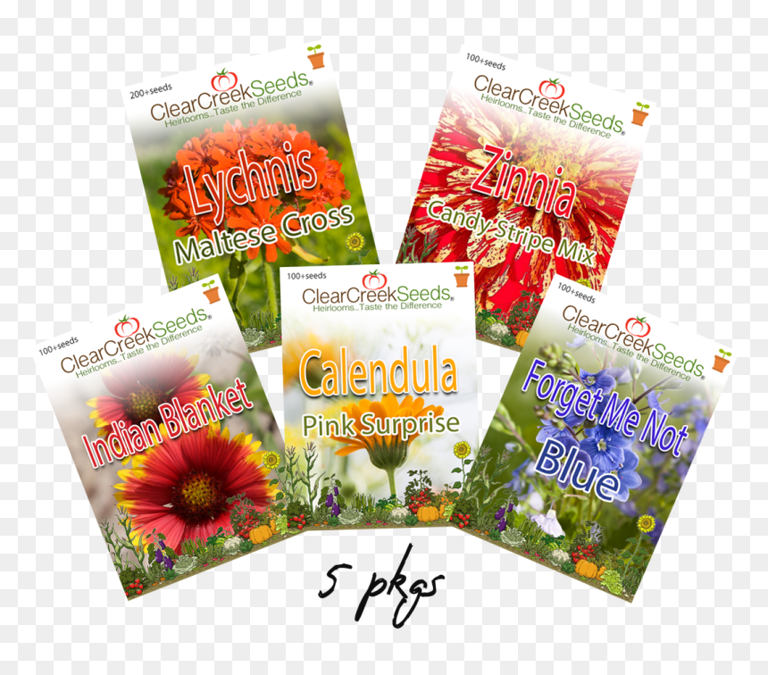 African Daisy, HD Png Download - garden flowers png