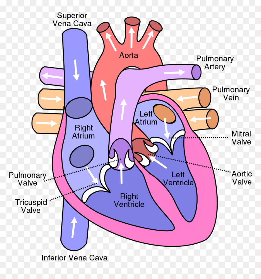 Diagram Of The Heart, HD Png Download - blood vector png
