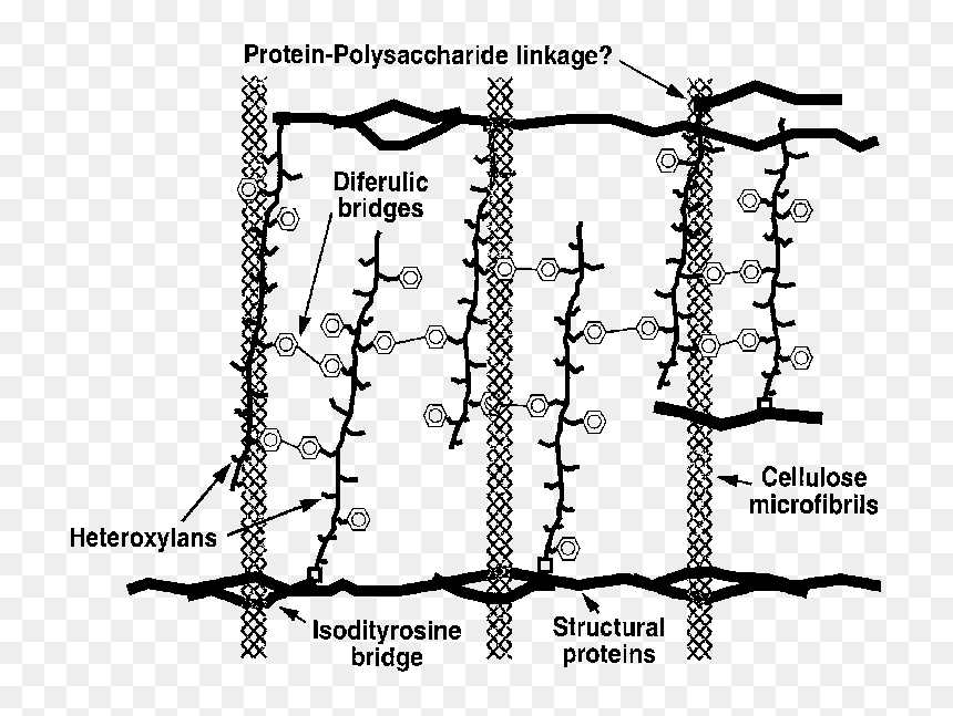 Hemicellulose Polysaccharide, HD Png Download - john wall png
