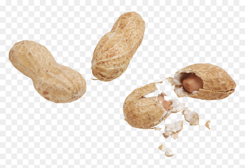  peanut Pictures Png - Арахис Png, Transparent Png - groundnut png