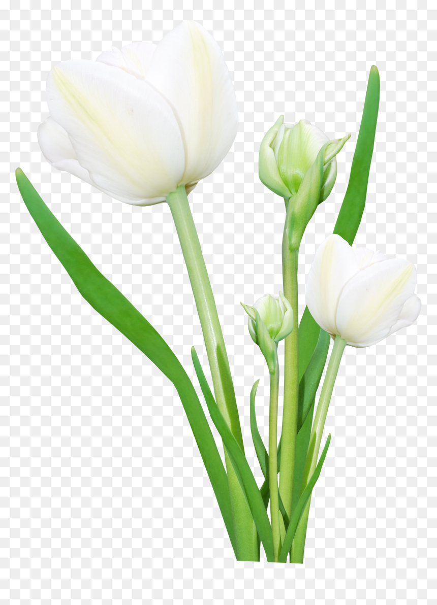 Real Flowers Png Transparent, Png Download - flower bookey png