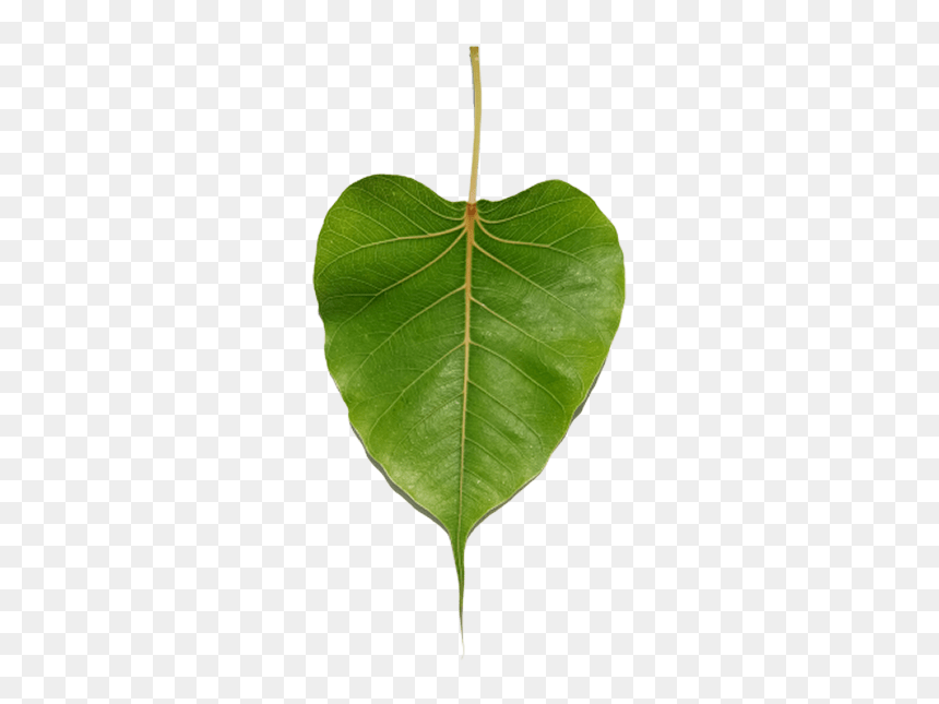 Peepal Leaf Png Picture - Japanese Weeping Cherry Leaf, Transparent Png - full banana leaf png
