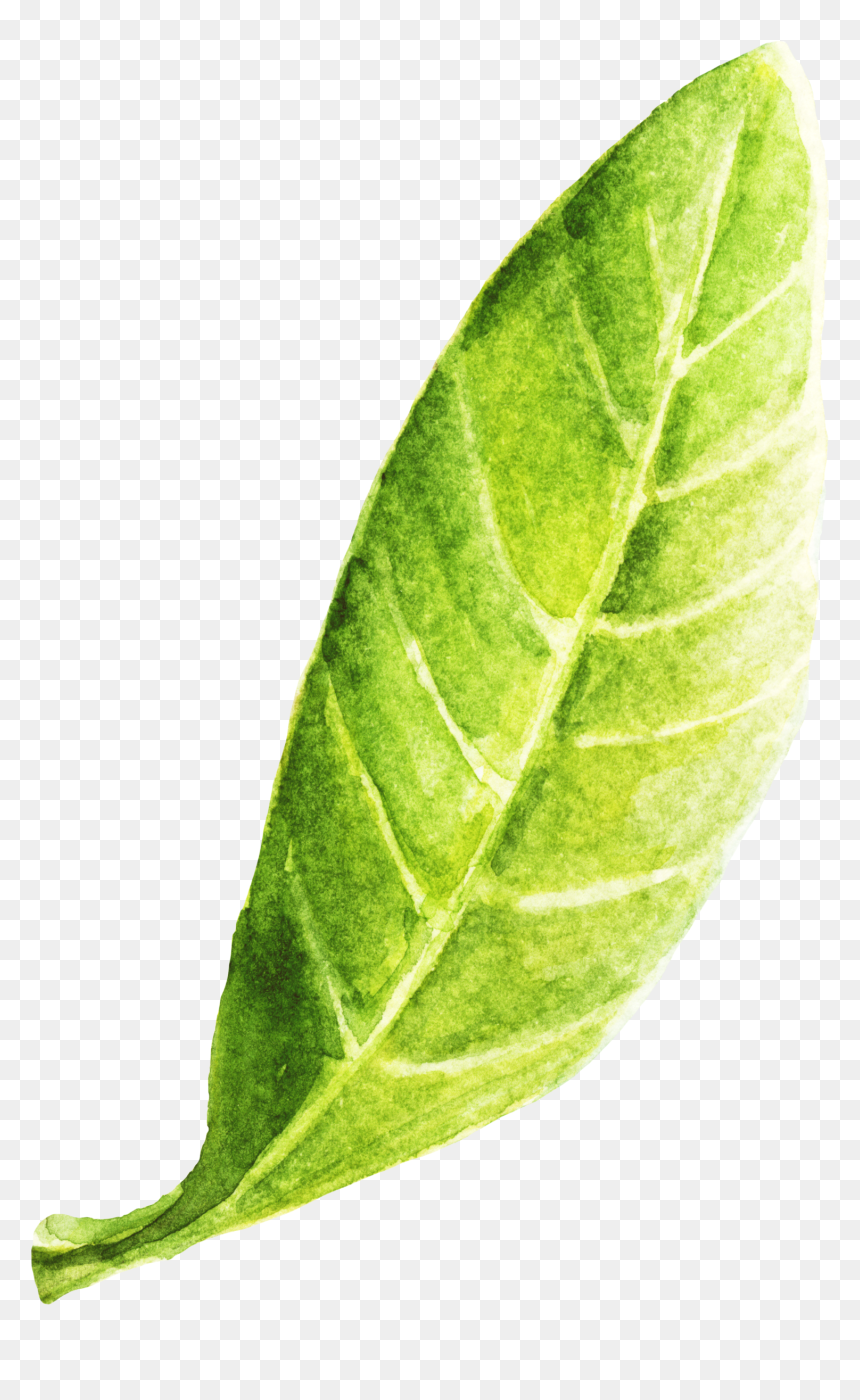 Leaf, Hd Png Download - Book, Transparent Png - curry leaves png