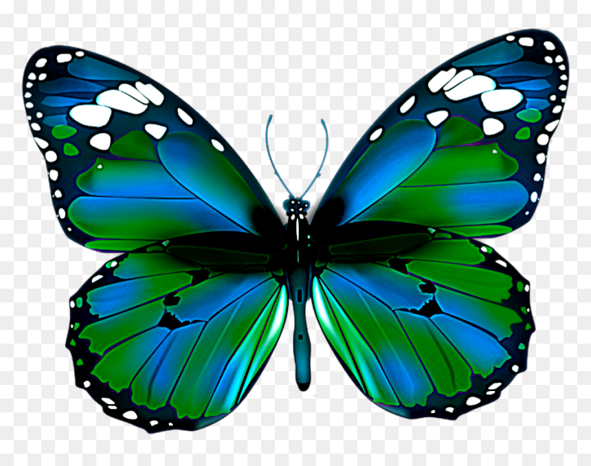 Butterfly Png Image Free Picture Download - Red Butterfly Png Transparent, Png Download - butter fly png