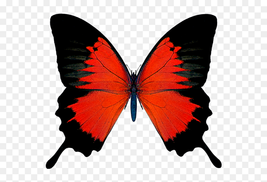 Butterfly Wings No Background, HD Png Download - butter fly png