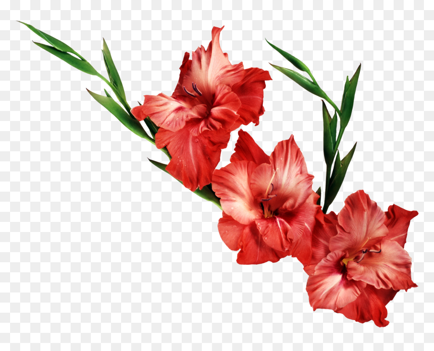 Png Flower Images With Transparent Background, Png Download - png flowers download