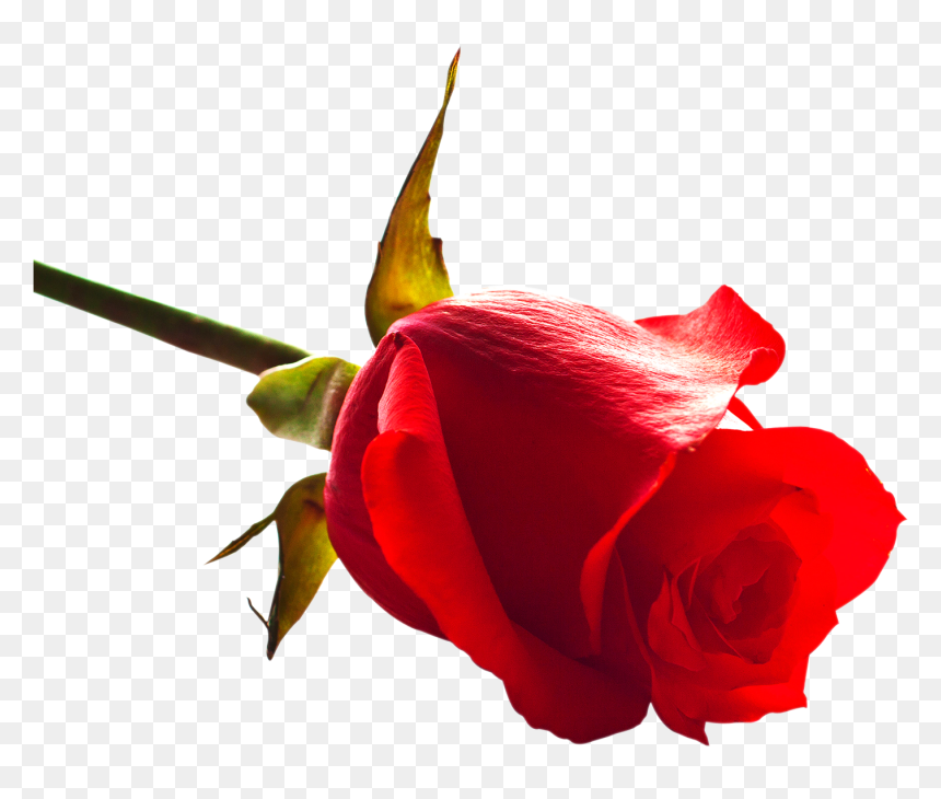 Rose Image Png Download, Transparent Png - rose.png