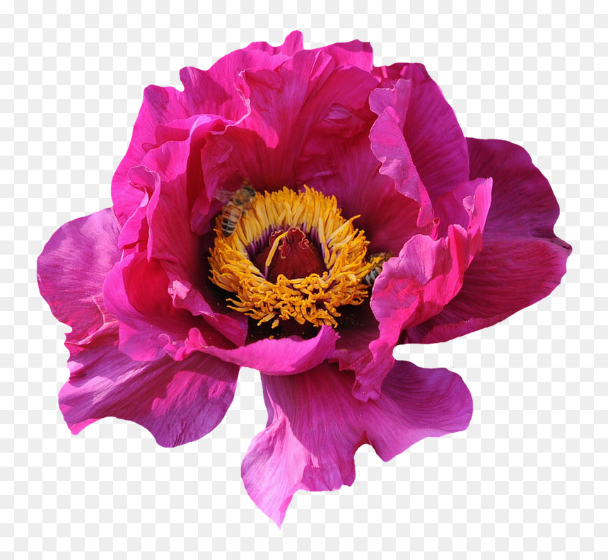 Rose, Blossom, Bloom, Pink, Nature, Flower, Pink Roses - Blomma Png, Transparent Png - flowers in png