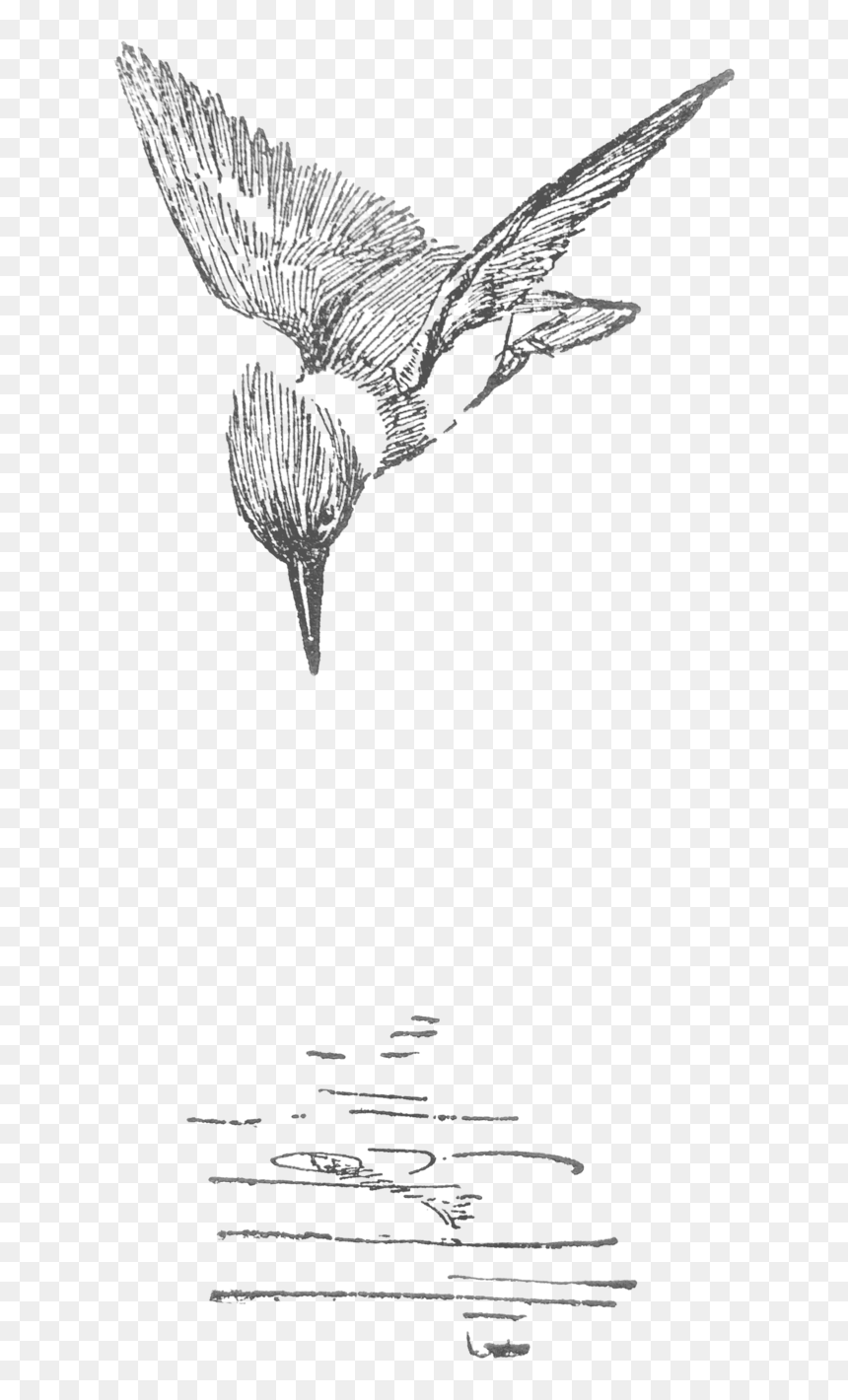 Seton-kingfisher Copy, HD Png Download - kingfisher png