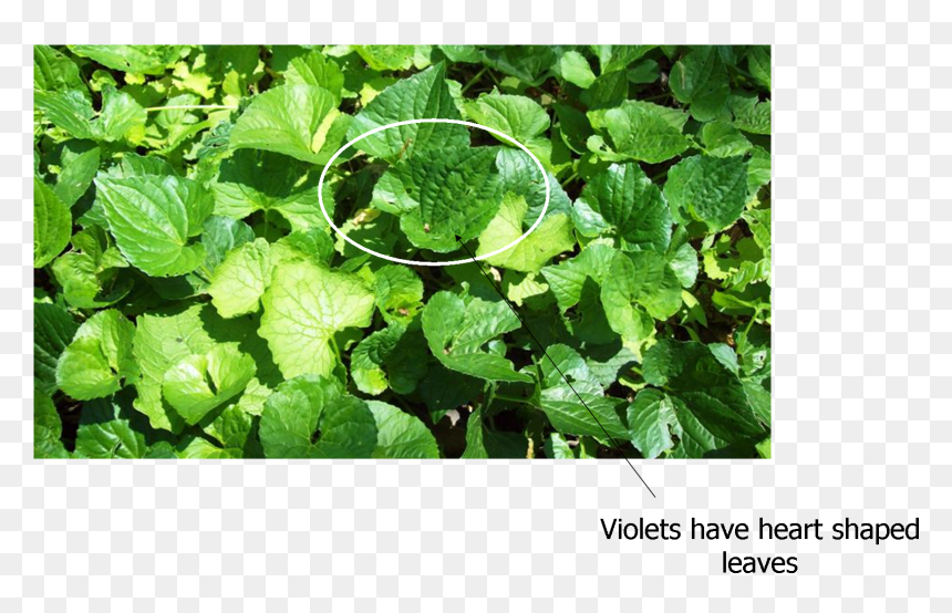 Backyard Edible Weeds, HD Png Download - weeds png