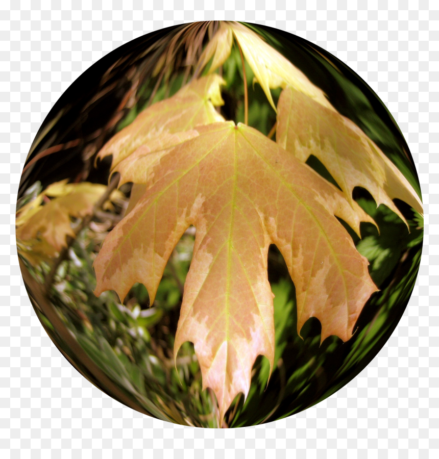 Maple Leaf, HD Png Download - kuda png