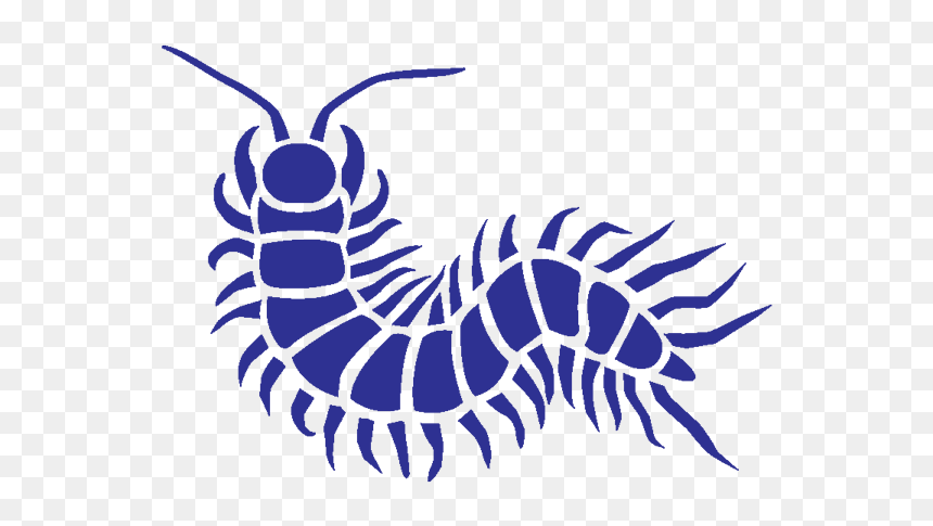 Centipedes - Insect, HD Png Download - centipede png