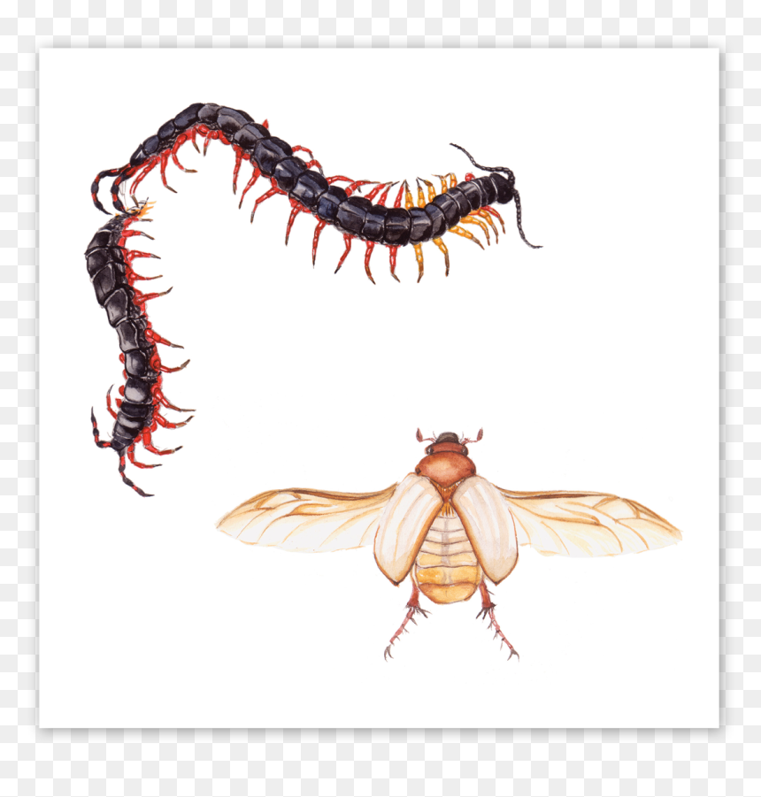 Cicada, HD Png Download - centipede png