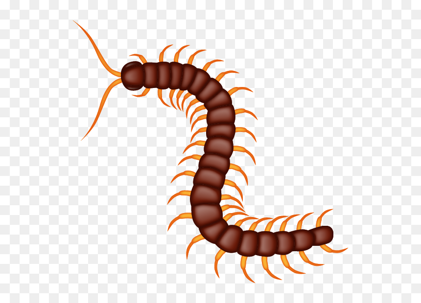 Millipedes, HD Png Download - centipede png