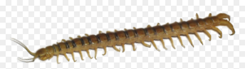 Millipedes, HD Png Download - centipede png